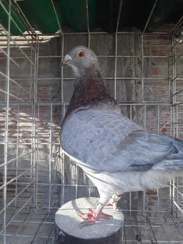 Palomas Buchonas /pike /de Vuelo (Usado)