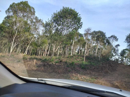 Imagem 6 de 11 de 3.630 M2 Chacara Para Formação