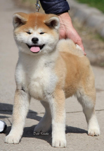 Akita Inu 