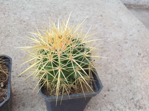 Echinocactus Grusonii, Barril De Oro