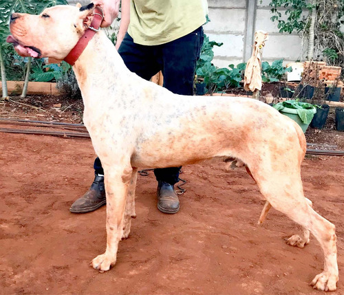 Filhote De Dogo Argentino