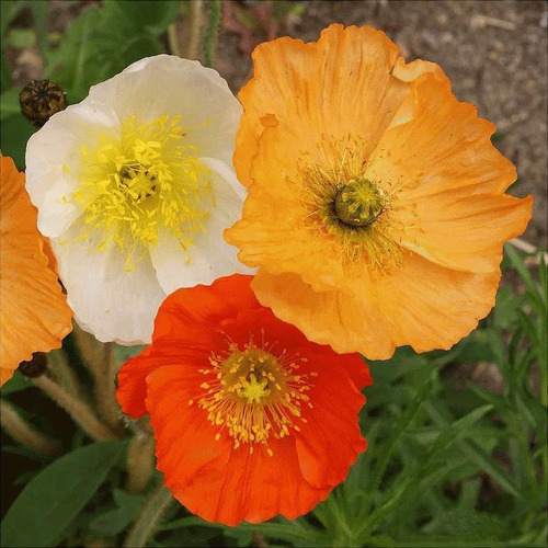 30 Semillas (mix) De Amapola  De Islandia  Papaver Nudicaule