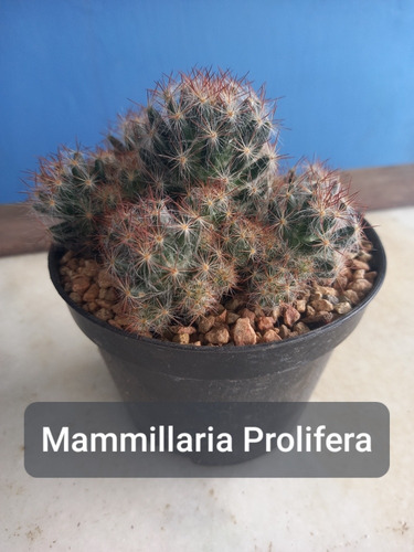 Imagem 2 de 7 de Mudas Cactos Cactus Com Vaso P.11 Mamillaria Prolifera