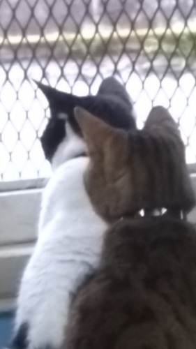 Imagen 2 de 5 de Guardería En Casa Para Gatos