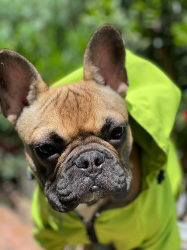 Imagen 4 de 10 de Ropa Para Mascotas Perro/gato Chaqueta Impermeable Talla Med