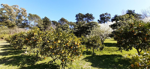 Fraccion De 8.1000 M² Parquizada Y Forestada