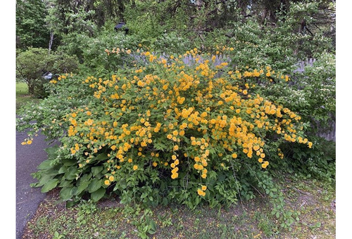 Kerria Japonica, Mosqueta Amarilla, Apto Para Maceta
