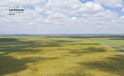 Campo De 255 Hectáreas En Las Petacas, Santa Fe