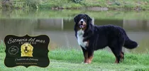 Comprar Cachorros Boyero De Berna 100% Puros En Mar Del Plata