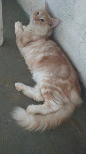 Lindo Filhote De Maine Coon Macho