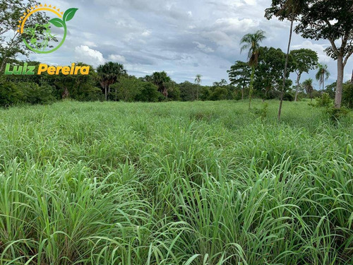 Imagem 7 de 15 de Fazenda À Venda Em Monte Santo - To - 576 Hectares (pecuária) - 2043