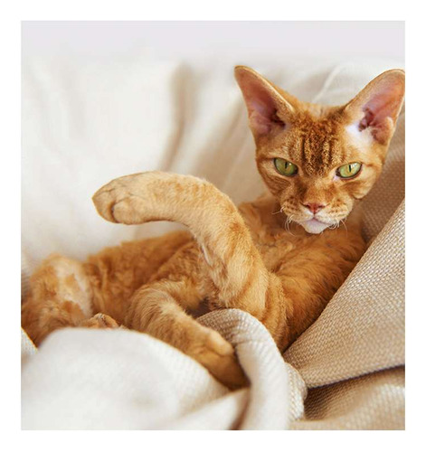 Vinilo 60x60cm Cat 9 Gato Naranja Descansando Sofa
