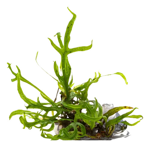 Microsorum Pteropus 'trident' In-vitro