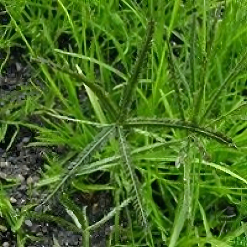 Capim Pé De Galinha( Eleusine Coracana) - 500g De Sementes