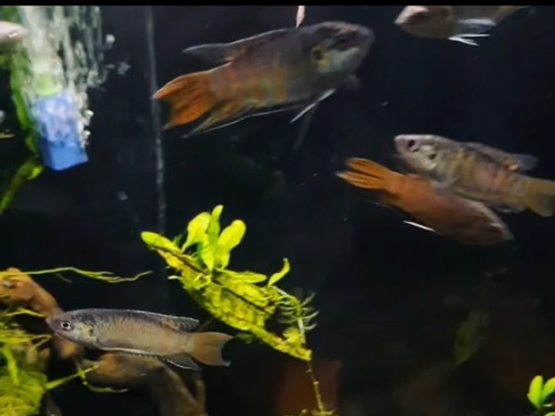 Pez Paraiso / Macropodus , Peces Tropicales Agua Fria