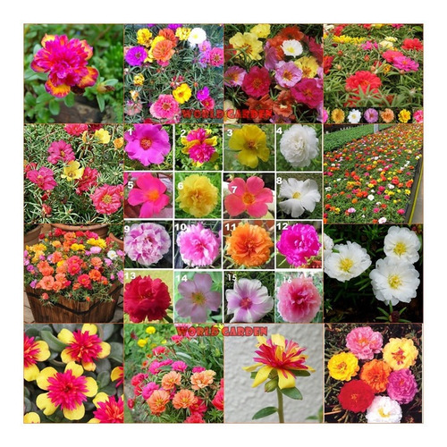 11 Horas - Portulaca Raras 1200 Sementes + Brinde