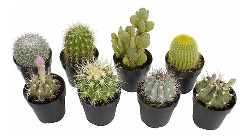 Altman Plants Colección De Cactus Surtidos Para Jardines, Co