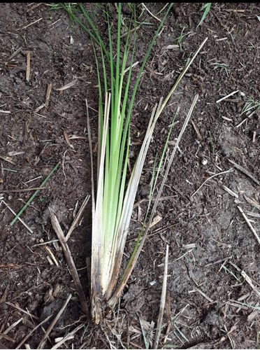 Plantas De Vetiver A Raíz Desnuda 