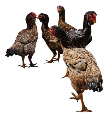Ovos Calcuta Cara De Coruja Ferteis 12 Unidades