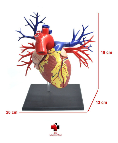 Anatomia Do Coração Deluxe - Tamanho Real - 4d Master