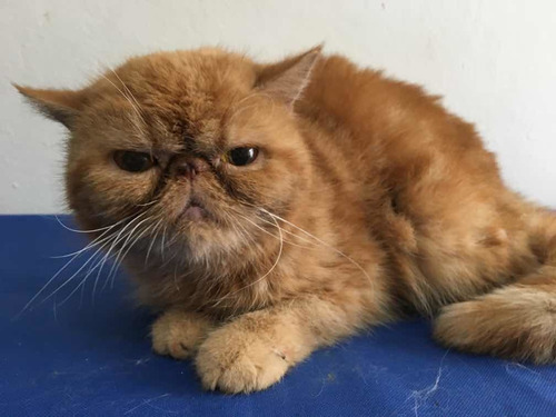 Gata Persa Exotica Hembra Pelo Corto **oportunidad**
