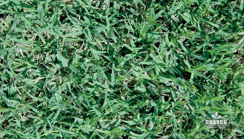 Sementes de capim Bermuda 100 Gr Groenlândia