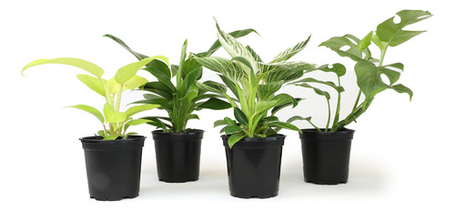 Plantas De Interior Vivas Kit De 4 Macetas 10 Cm Paquete Var