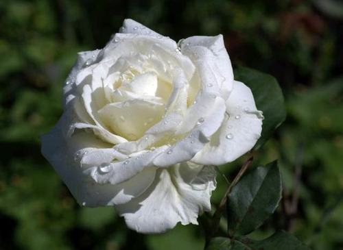 Rosa Branca White - Sementes Flor Para Mudas