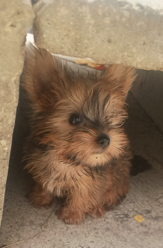 Yorkshire Terrier Mini