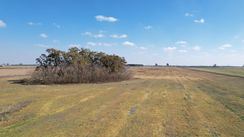 Campo En Venta 36 Hectáreas Clase 1 Oliveros, Sta Fe