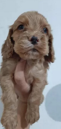 Bellos Cocker Spaniel 180 C/u