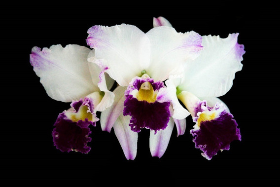 Orquidea Cattleya Labiata | MercadoLivre 📦