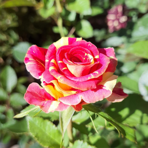 Rosas Abracadabra Bicolor - 3 Mudas Variadas Pronta Entrega