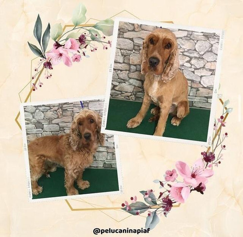 Imagen 8 de 12 de Peluquería Canina - Traslados Para Mascotas - Reiki Y Gemo.