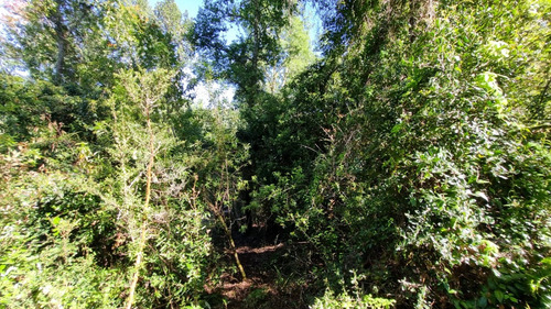 Parcela 1 Hectárea En Mafil