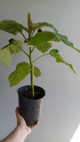 Planta De Tomate De Árbol - Chilto - Frutal Nativo!!!