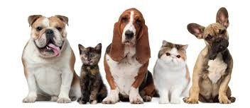 Imagen 3 de 4 de Cremacion De Mascotas
