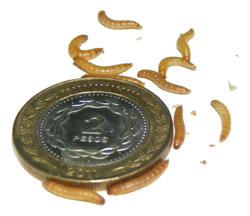 Larvas Gorgojos Chinos X 100 Alimento Vivo