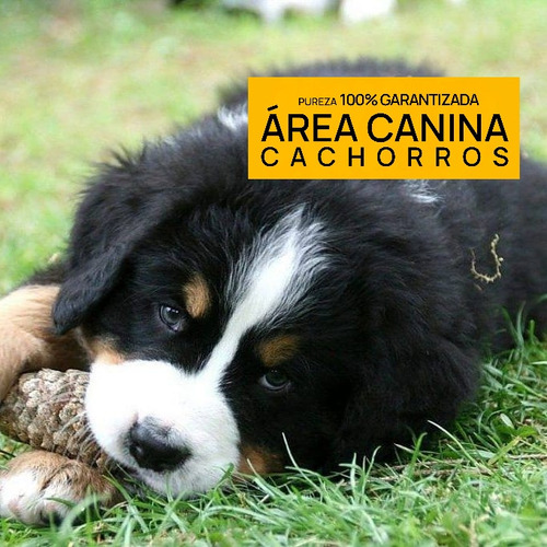 Boyero De Berna Cachorros, Pureza + Genetica Y Porte 100%