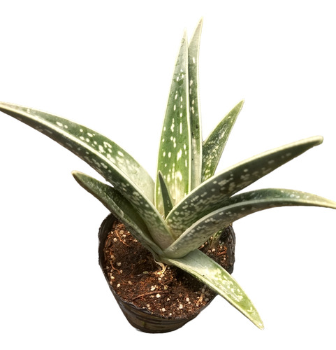 Planta De Aloe Variegata