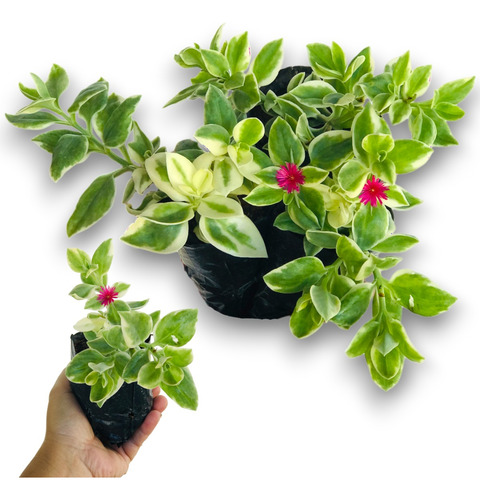 Kit 15 Mudas De Rosinha De Sol Variegata - Aptenia