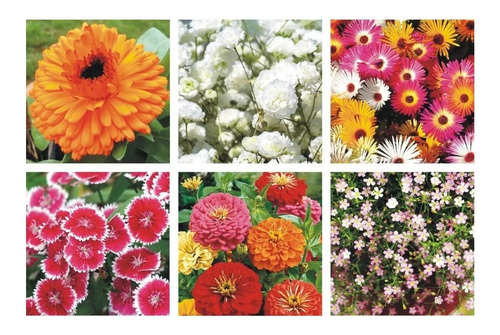 Combo Semillas De Flores!! Para Huerta Y Jardín!!