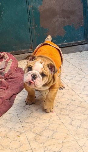 Imagen 7 de 10 de Bulldog Inglés Hembra / Cachorra De 3 Meses