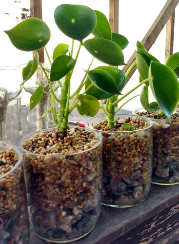 Plantas Interior Cuchara Little Terrario 10
