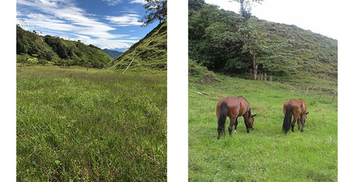 Finca Pueblo Rico Risaralda 