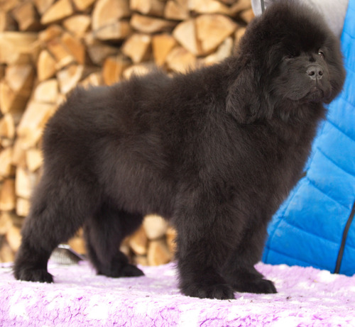 Cachorros Terranovas Directo De Europa C/pedigree Fci Negro
