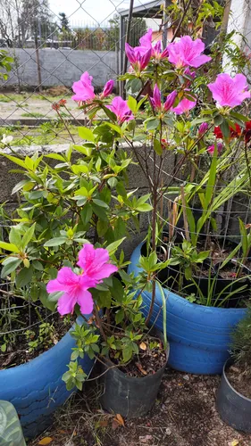 Azalea Fucsia !!! Una Floración Que Enamora!!!