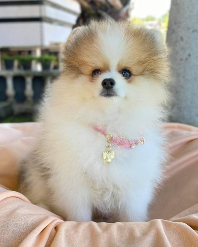 Cachorra Pomerania Cara De Oso/con Su Certificado De Pureza.