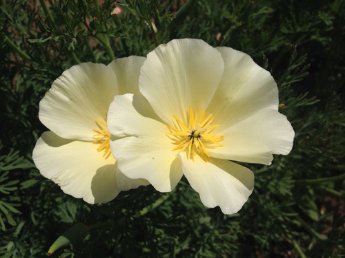 100 Semillas De California Poppies Blancas White Linen Flor