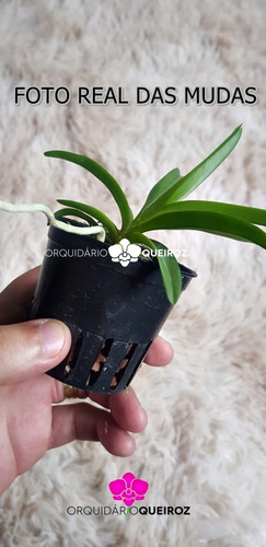 1 Muda Orquidea Vanda Azul